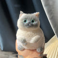 Medium Fat Cat Siamese Kitten