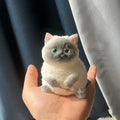 Small Fat Cat Siamese Kitten