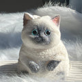 Big Fat Cat Siamese Kitten